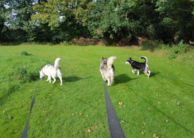 Dog Boarding Kennels & Cattery