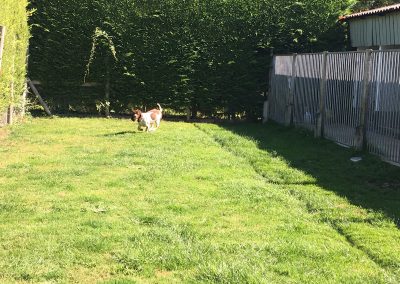 dog kennels and cattery west moors